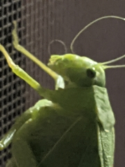 Microcentrum rhombifolium