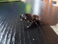 Aegopsis curvicornis