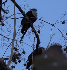 Alectroenas sganzini