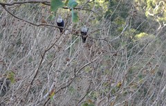 Alectroenas sganzini