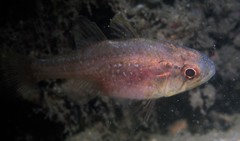 Vincentia novaehollandiae