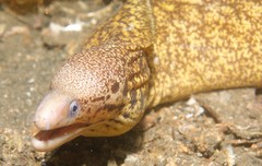 Gymnothorax cribroris