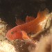 Threadfin Reefgoby - Photo (c) John Sear, some rights reserved (CC BY-NC), uploaded by John Sear