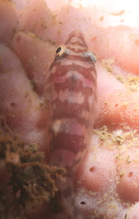 Aspasmogaster costata