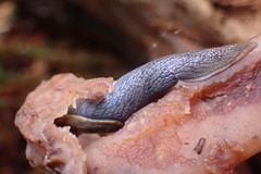 Prophysaon foliolatum