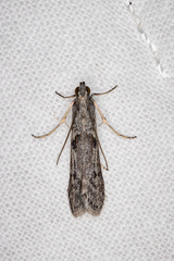 Homoeosoma vagella