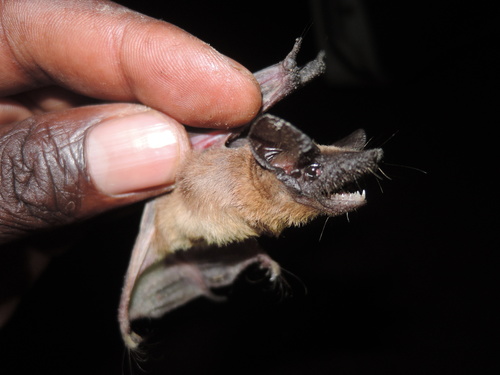 Peters's flat-headed bat (Platymops setiger) — Least Concern Mammalia