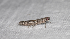 Homoeosoma vagella