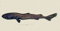 Velvet Dogfish photo 4