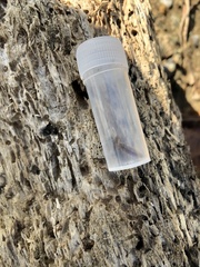 Traskorchestia traskiana