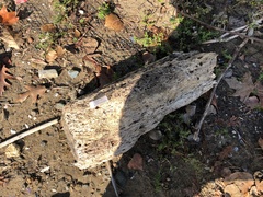 Traskorchestia traskiana