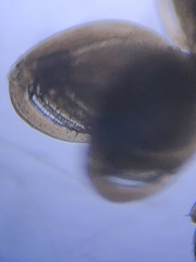 Traskorchestia traskiana