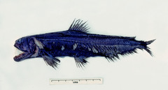 Coccorella atlantica