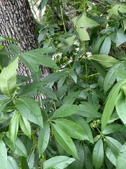 Aesculus californica