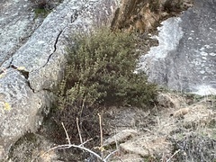 Pellaea bridgesii