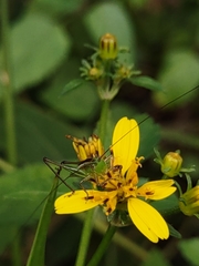 Conocephalus saltator