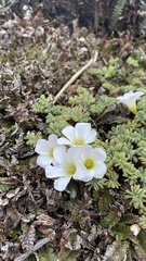 Oxalis enneaphylla