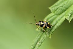 Liocoris tripustulatus