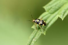 Liocoris tripustulatus