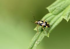Liocoris tripustulatus