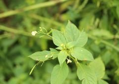 Impatiens parviflora