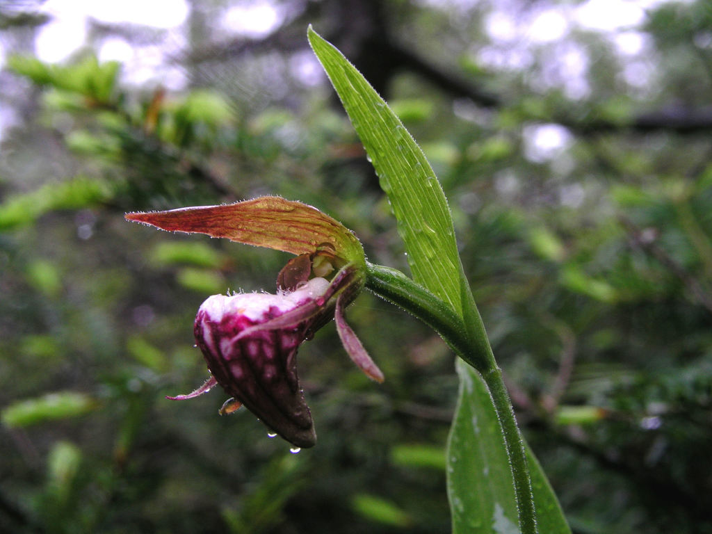 Ram'shead Lady'sslipper (Riveredge Nature Center Threatened