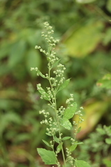 Chenopodium album
