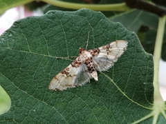Azochis rufidiscalis