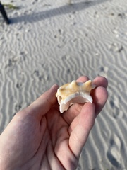 Strombus alatus image