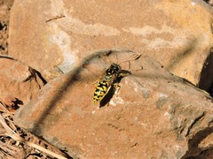 Steniolia scolopacea