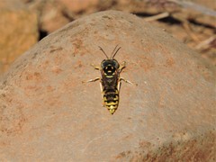 Steniolia scolopacea