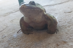 Leptodactylus latrans