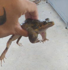 Leptodactylus latrans