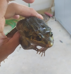 Leptodactylus latrans