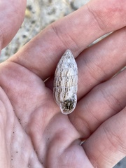 Cerion tridentatum