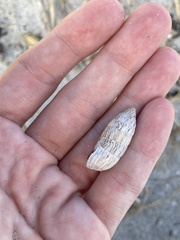 Cerion tridentatum