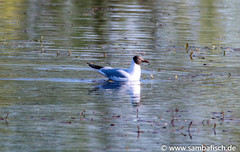 Chroicocephalus ridibundus