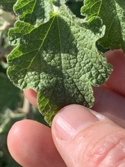 Malacothamnus hallii