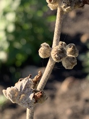 Malacothamnus hallii