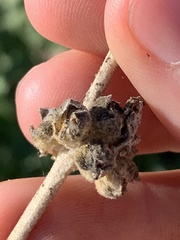 Malacothamnus hallii