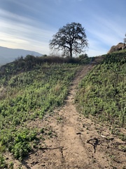 Malacothamnus hallii