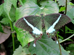 Papilio crino
