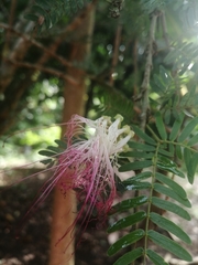 Calliandra pittieri