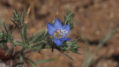 Eriastrum sapphirinum sapphirinum