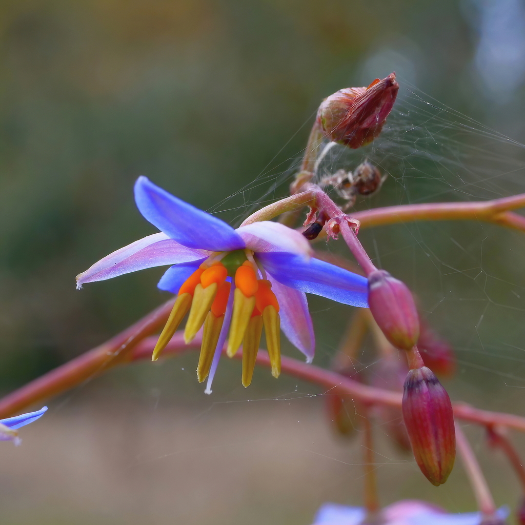 daylilies and allies