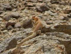 Uromastyx ocellata