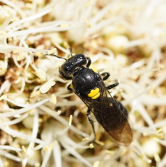 Amphylaeus morosus