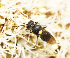 Amphylaeus morosus