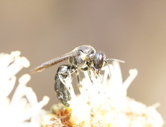 Amphylaeus morosus