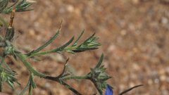 Eriastrum sapphirinum sapphirinum